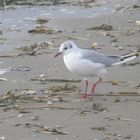 Möwe am Strand