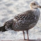 Möwe am Strand