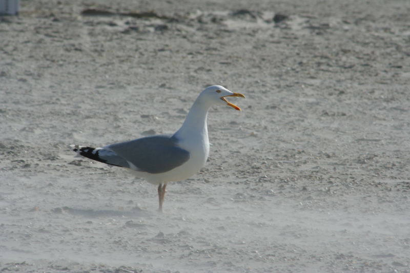 Möwe am Strand bei windigem Wetter