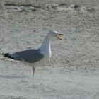 Möwe am Strand bei windigem Wetter