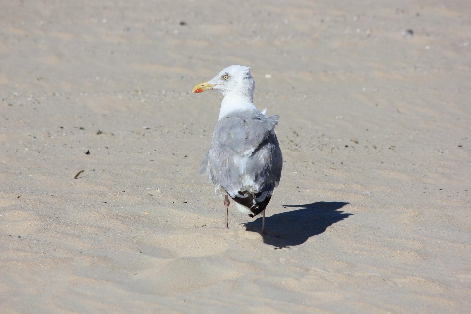 Möwe am Strand