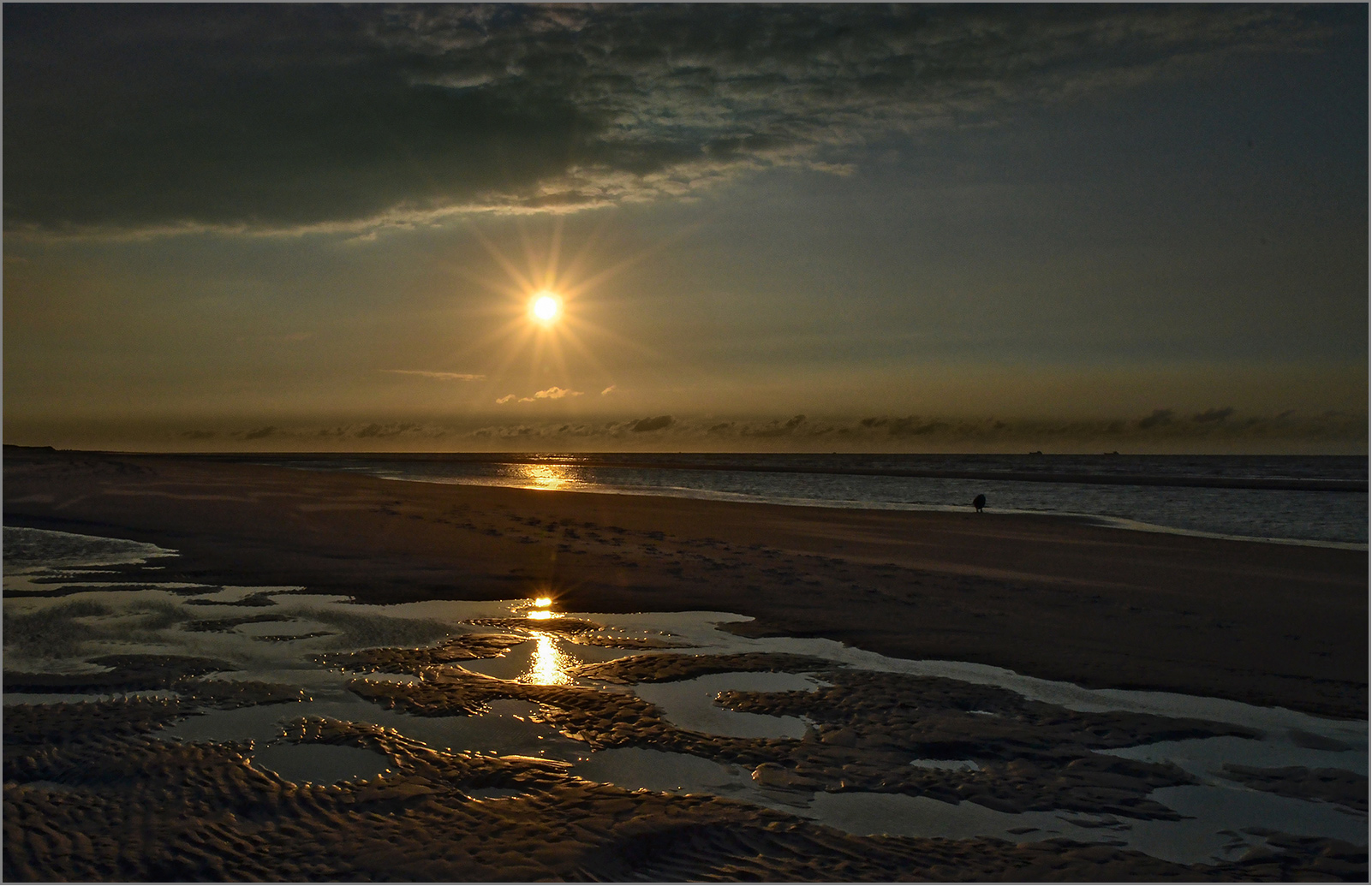 Möwe am Strand   . . .