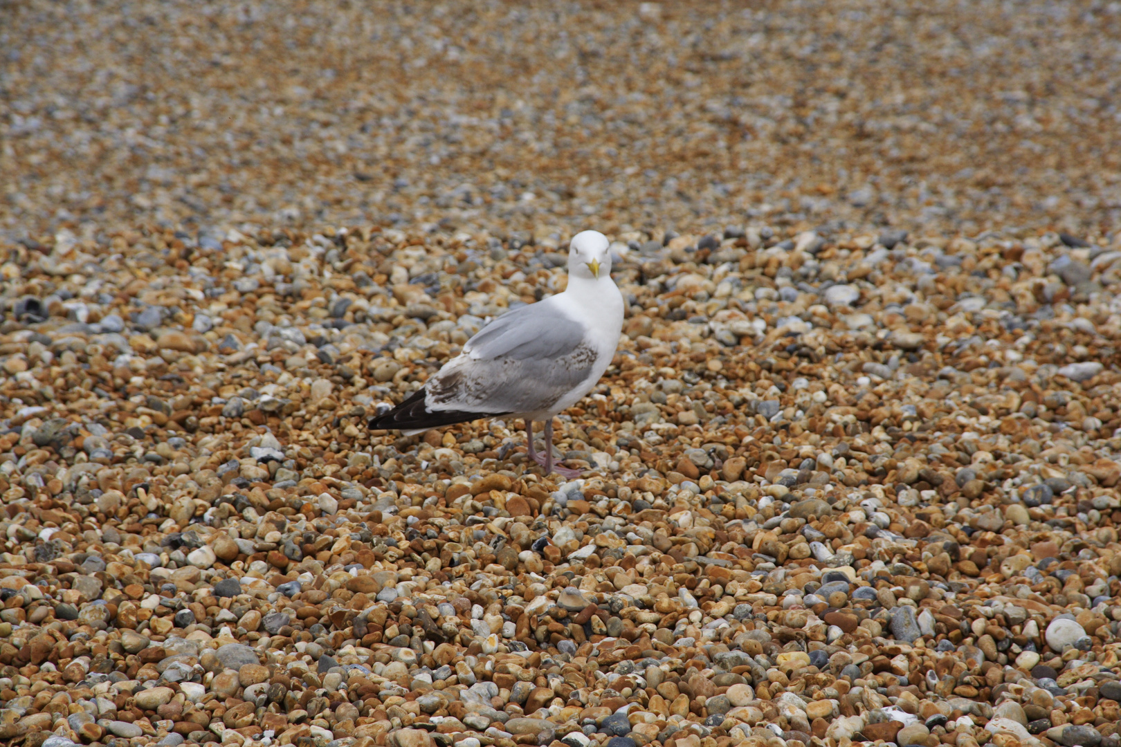 Möwe am Strand