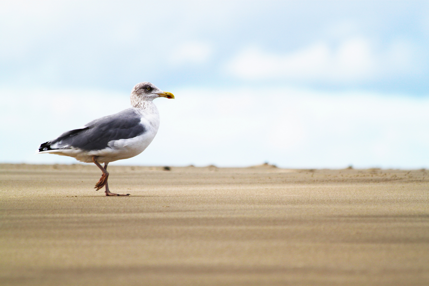 Möwe am Strand