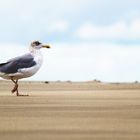 Möwe am Strand