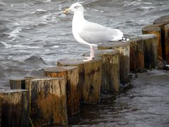 Möwe am Strand