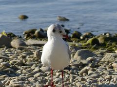 Möwe am Strand