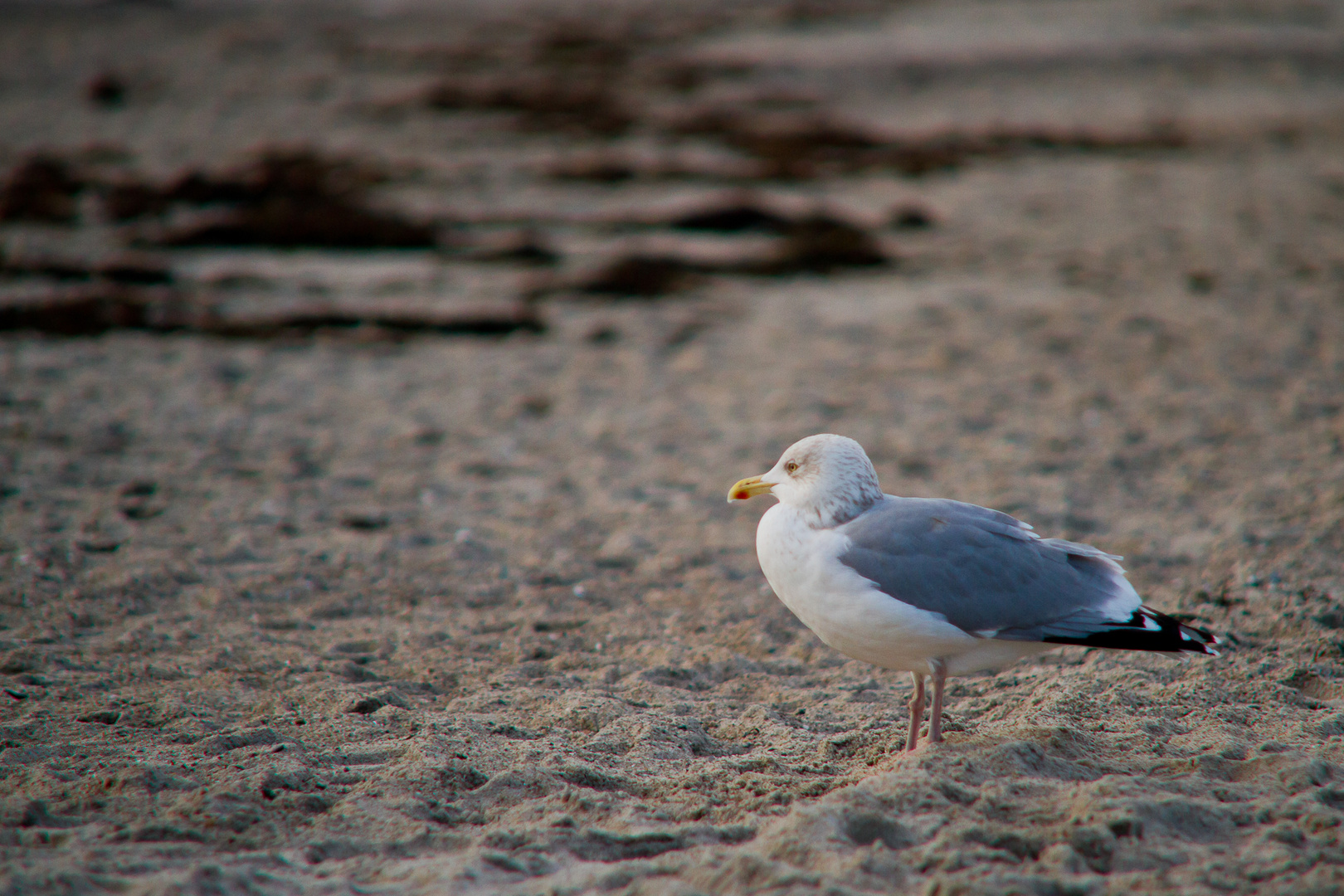 Möwe am Strand