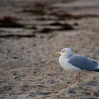 Möwe am Strand