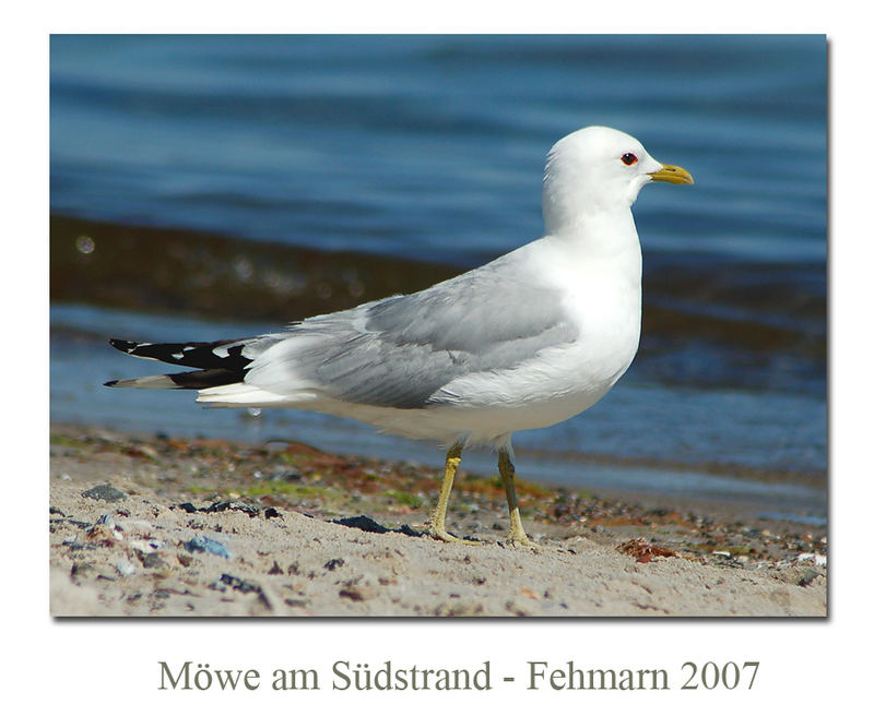 Möwe am Strand