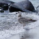 Möwe am Strand , Haffkrug