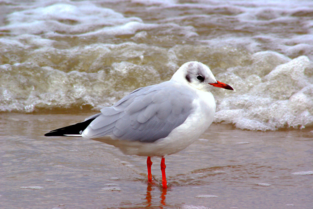 Möwe am Strand II