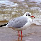 Möwe am Strand II