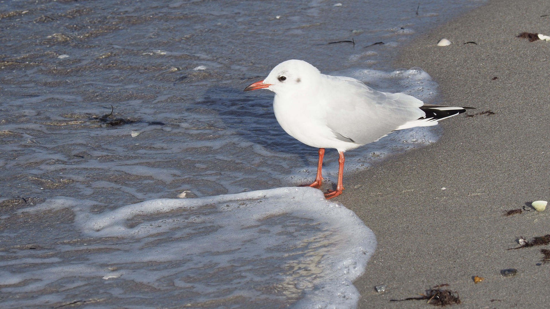 Möwe am Strand in Kalifornien