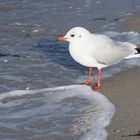 Möwe am Strand in Kalifornien