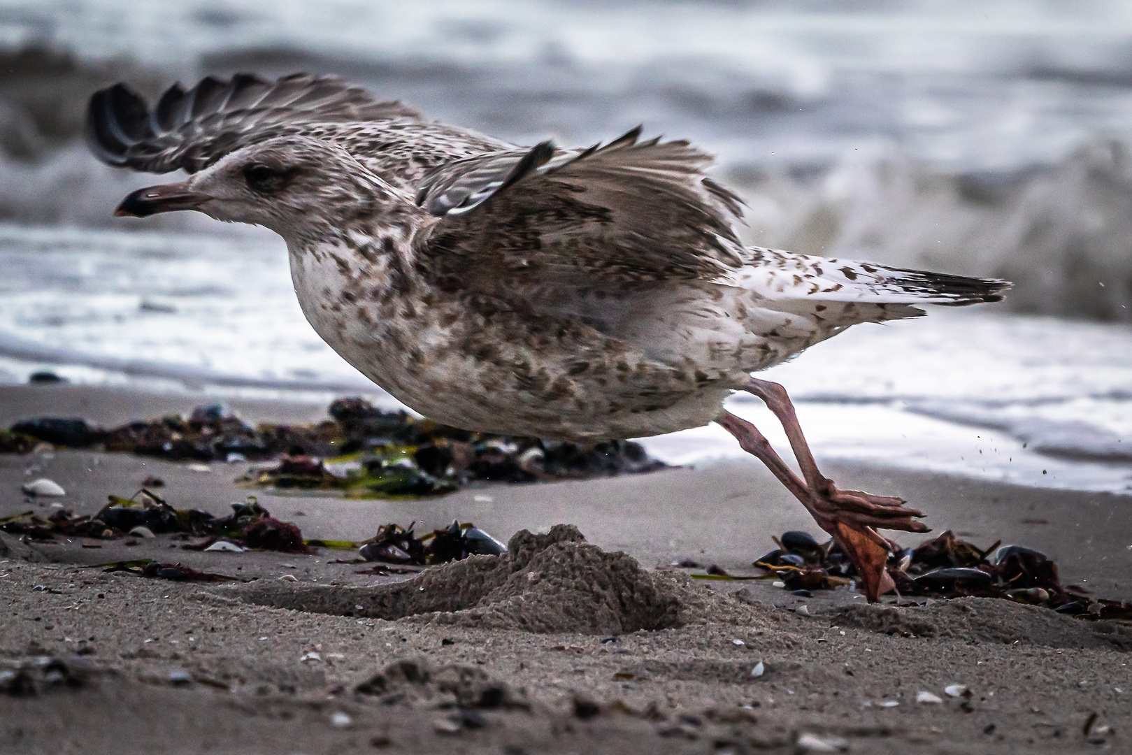 Möwe am Strand vom Ostseebad Zingst Foto & Bild tiere, wildlife, wild