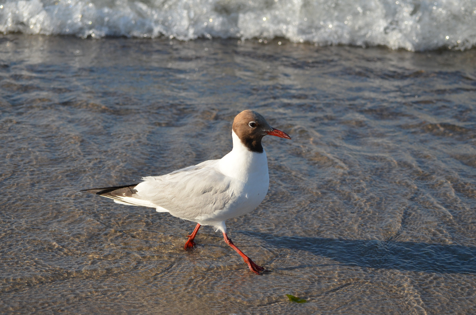 Möwe am Strand von Boltenhagen