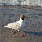 Möwe am Strand von Boltenhagen