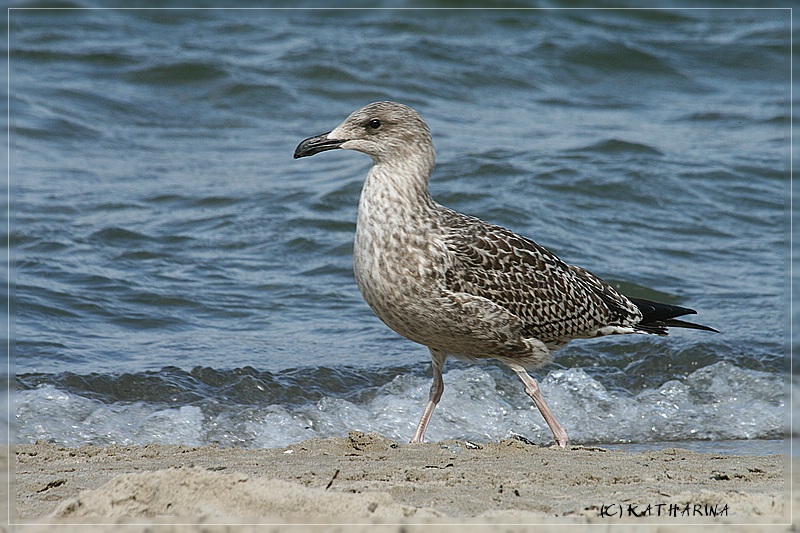 Möwe am Strand von Boltenhagen