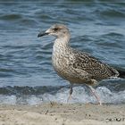 Möwe am Strand von Boltenhagen