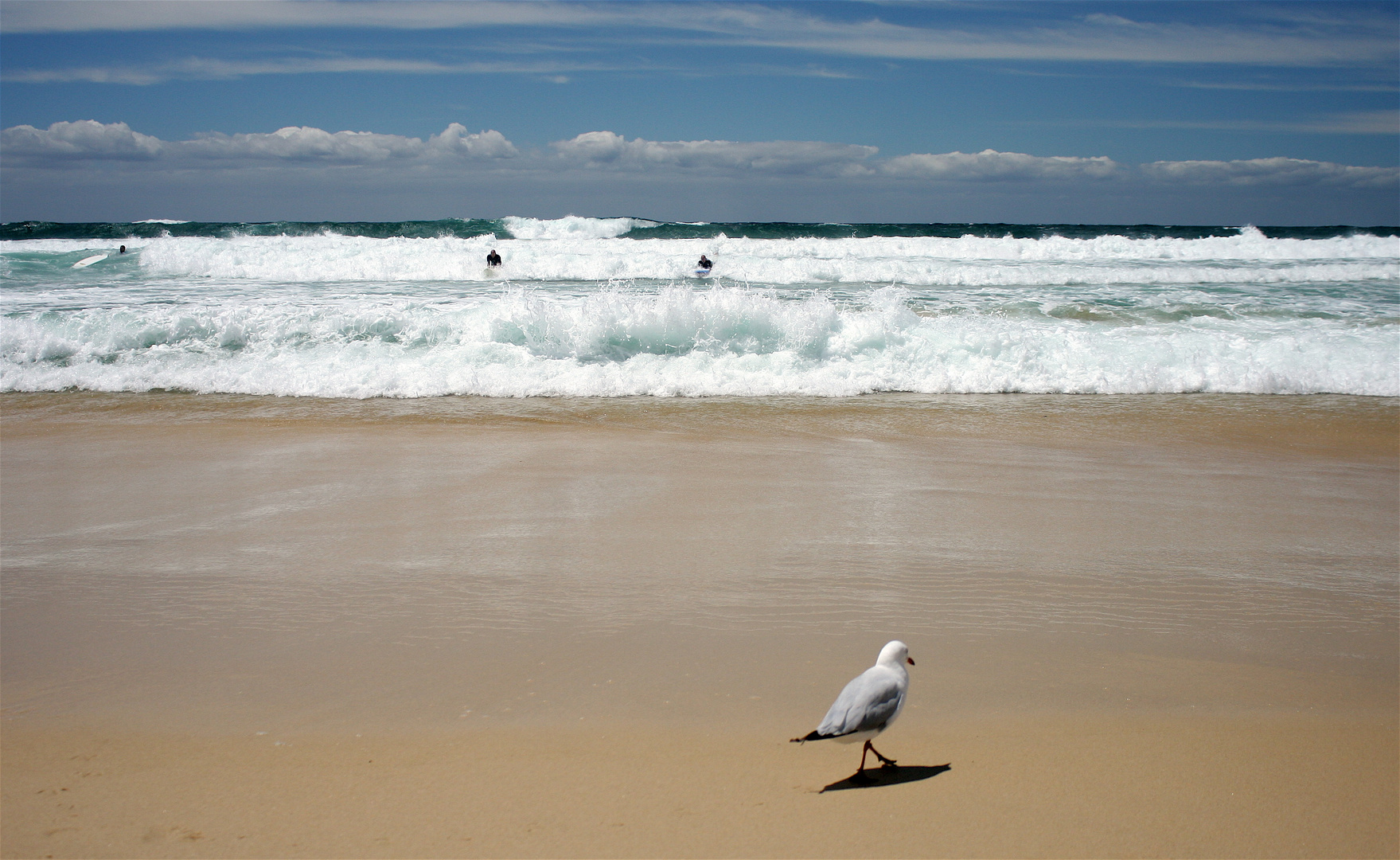 Möwe am Strand von Bondi Beach