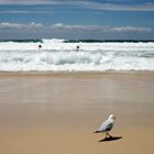 Möwe am Strand von Bondi Beach