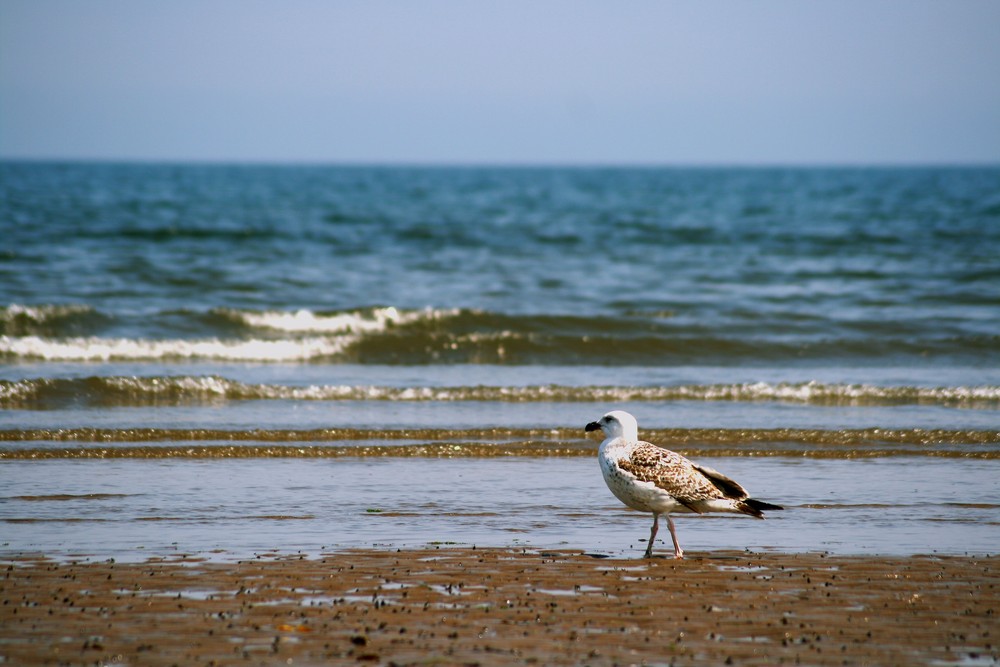 Möwe am Strand von Edinburgh