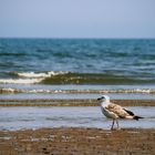 Möwe am Strand von Edinburgh