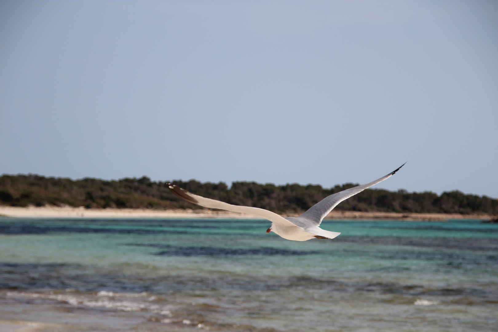 Möwe am Strand von Es Trenc