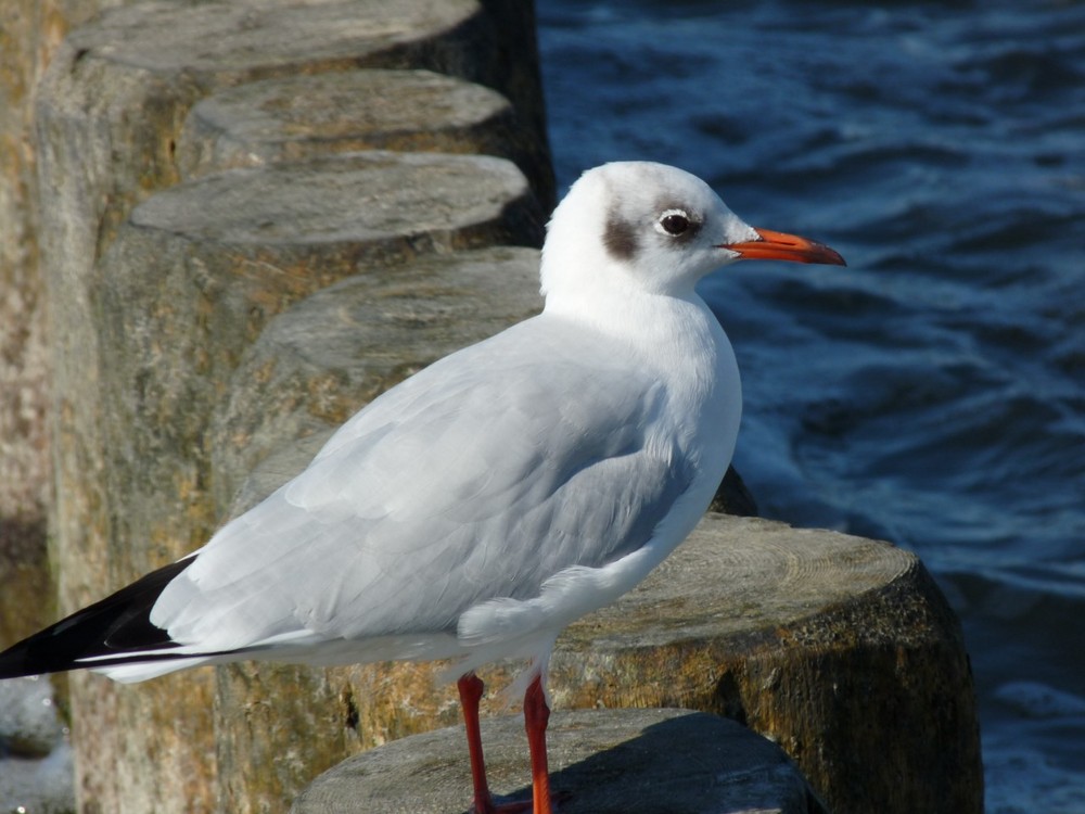 Möwe am Strand von Graal Müritz