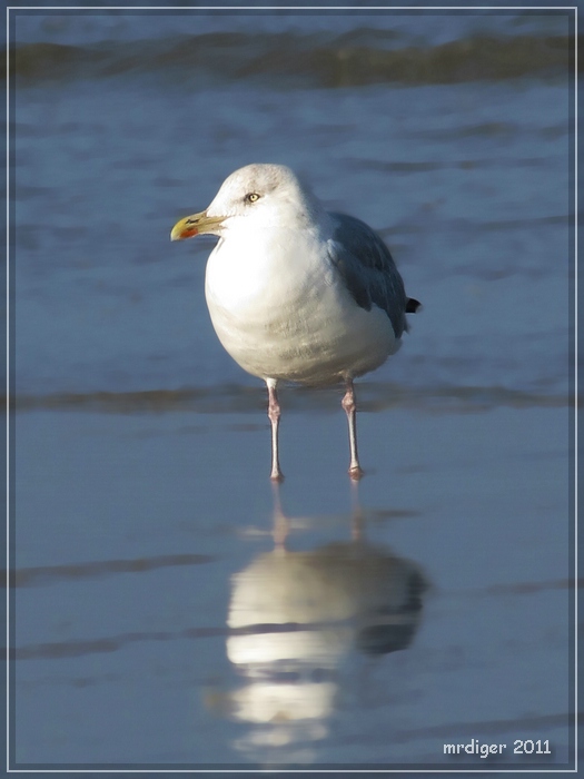 Möwe am Strand von Langeoog