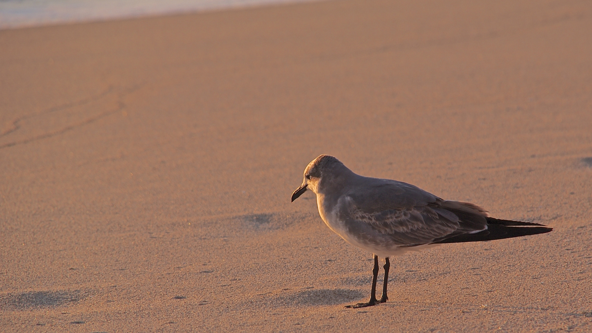 Möwe am Strand von Miami