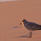 Möwe am Strand von Miami