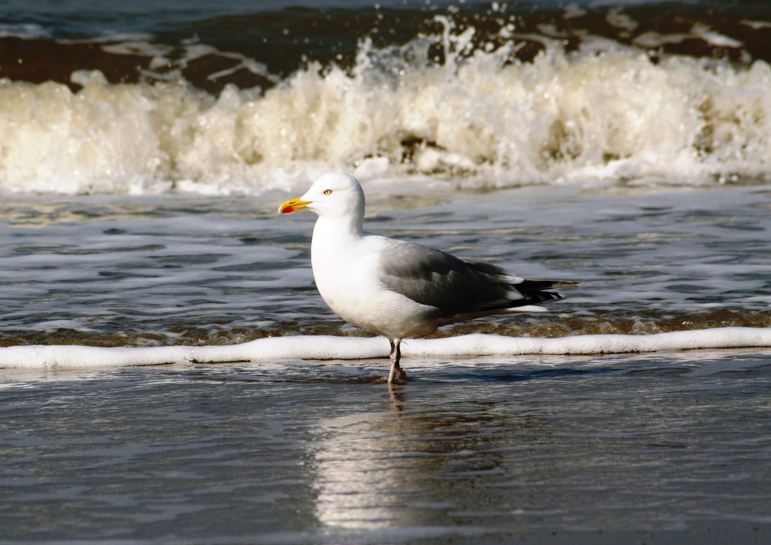 Möwe am Strand von Noordwijk