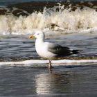 Möwe am Strand von Noordwijk