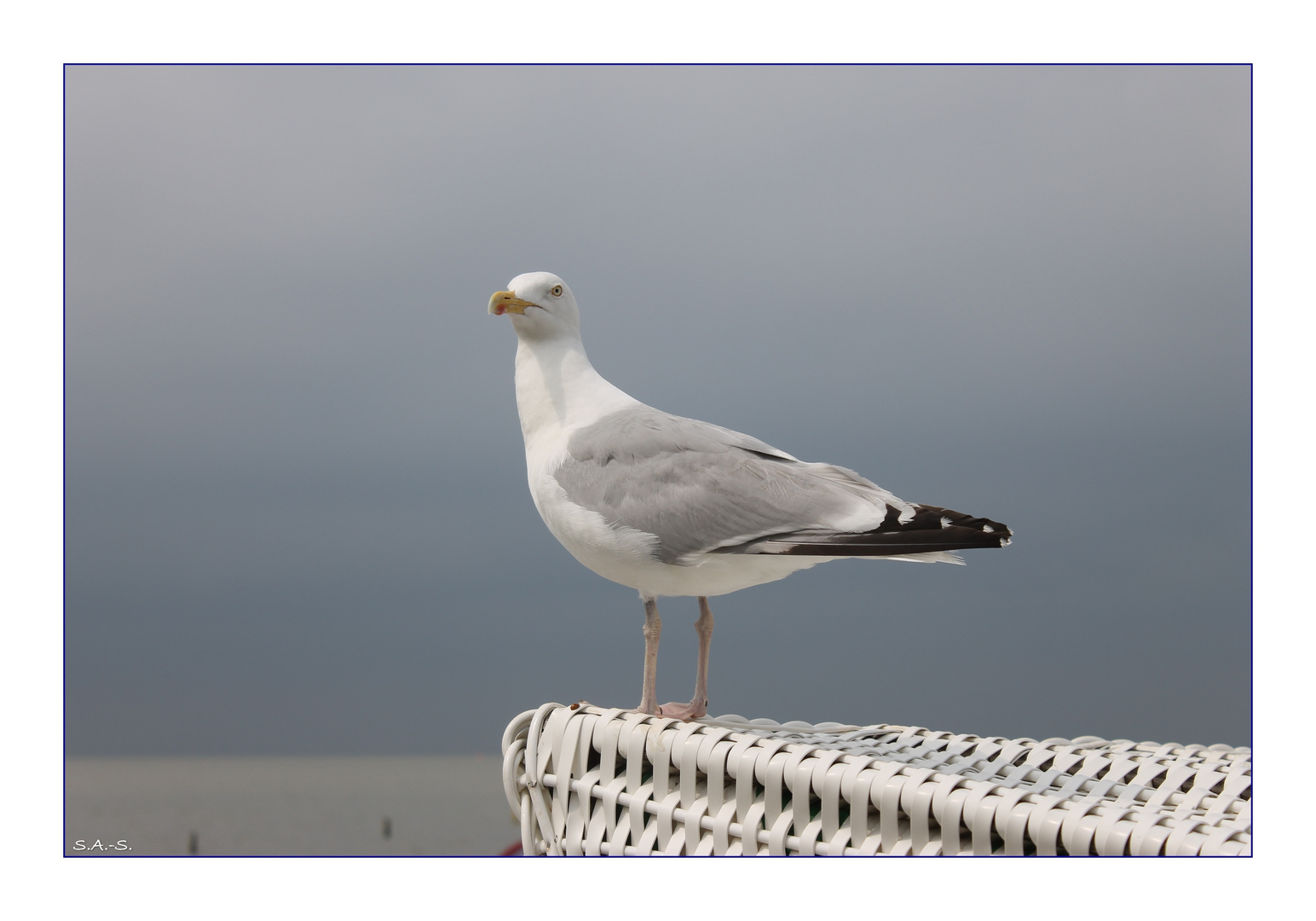 Möwe am Strand von Norddeich