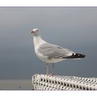 Möwe am Strand von Norddeich