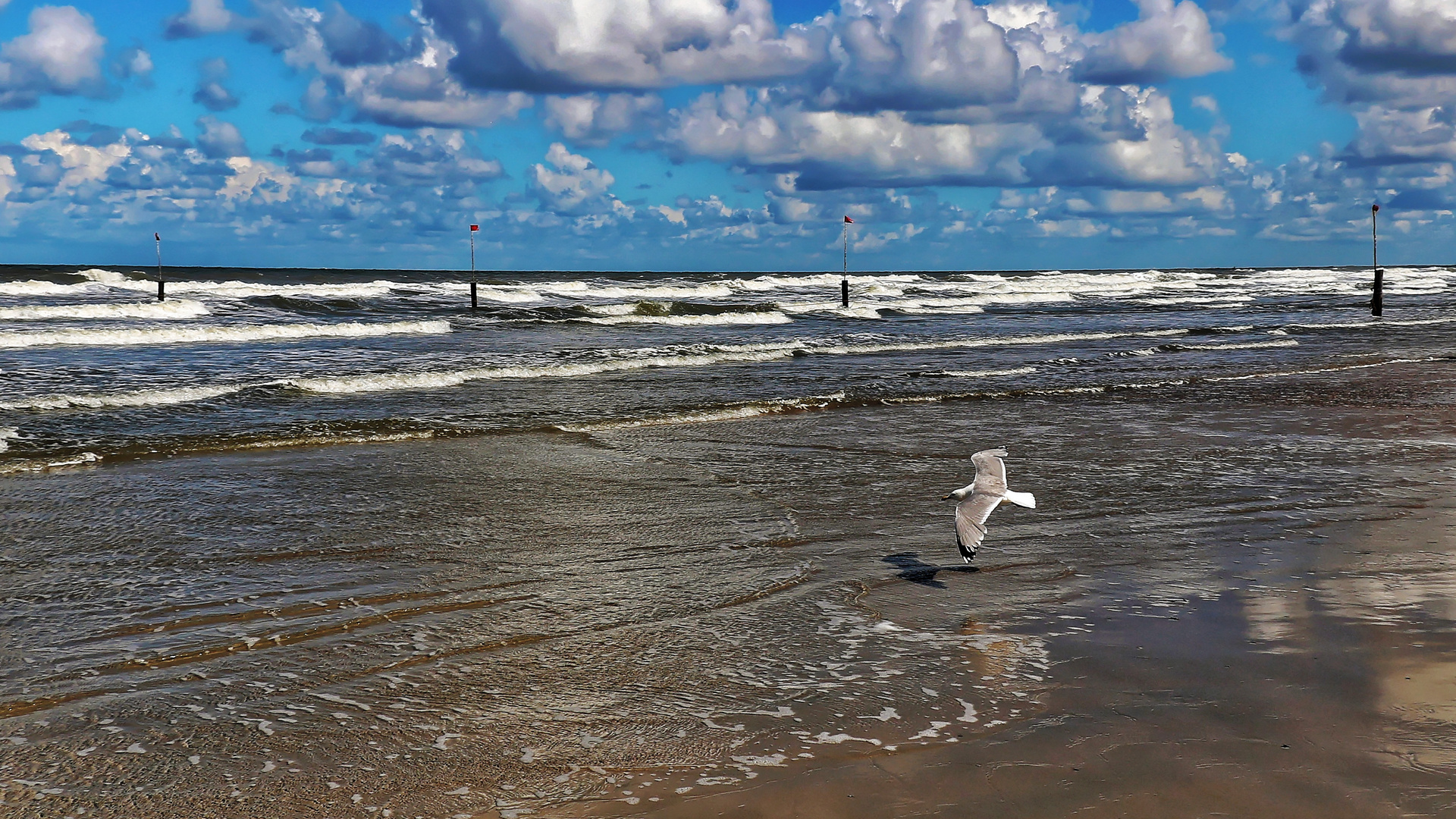 Möwe am Strand von Norderney