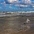 Möwe am Strand von Norderney