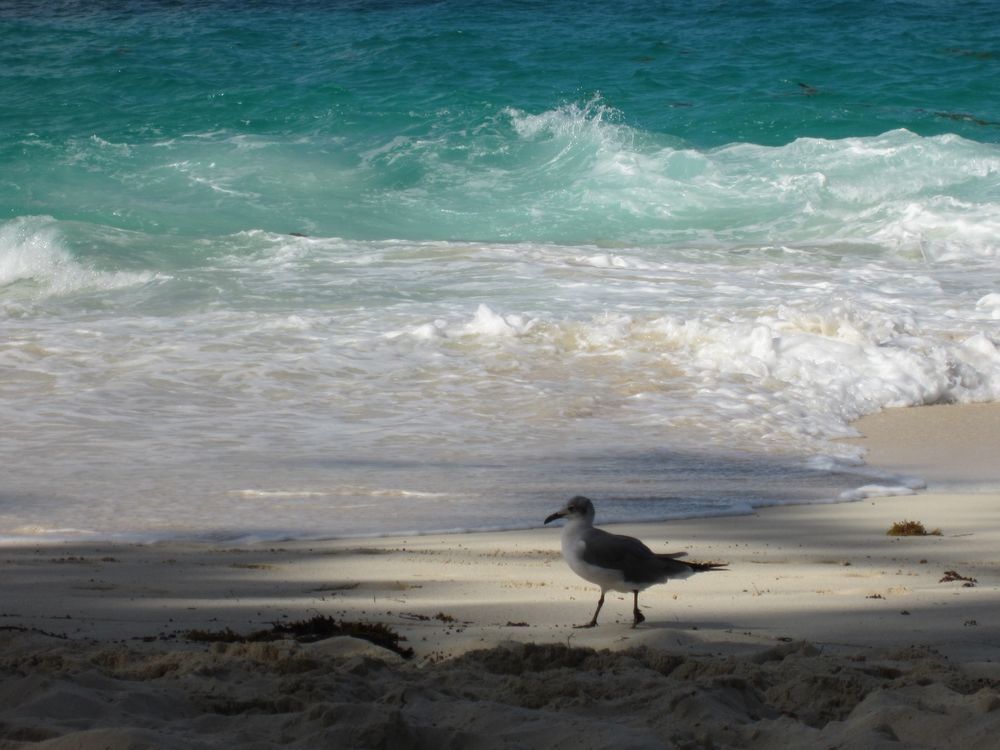 Möwe am Strand von Paradise Island