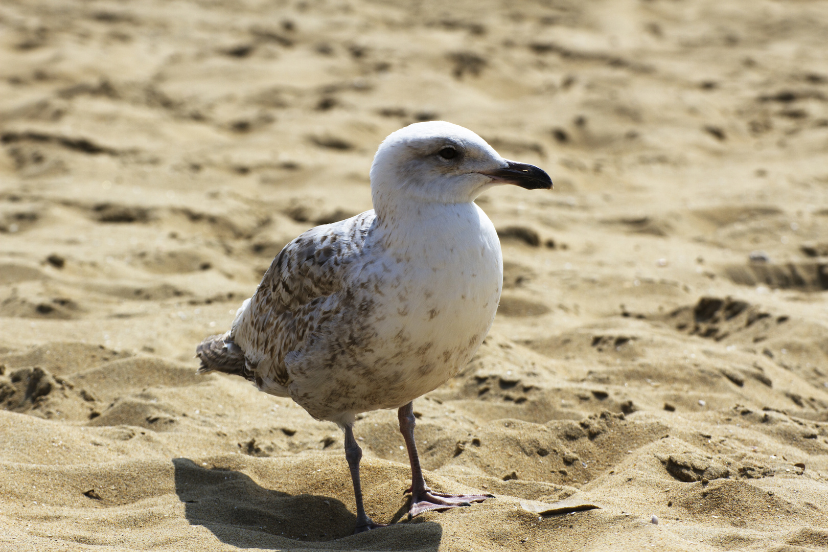 Möwe am strand von Scheveningen