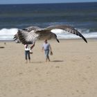 Möwe am Strand von Scheveningen