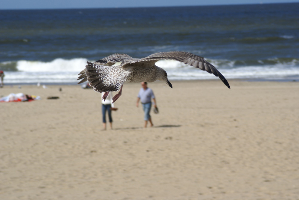 Möwe am Strand von Scheveningen