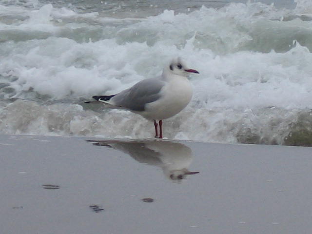 Möwe am Strand von Warnemünde