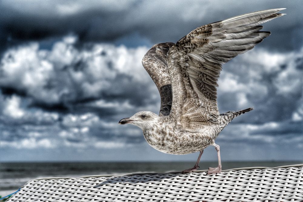 Möwe am Strandkorb