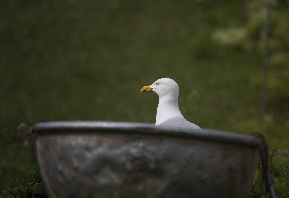 Möwe am Suppentopf :-)