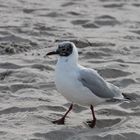 Möwe am Timmendorfer Strand