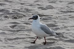 Möwe am Timmendorfer Strand