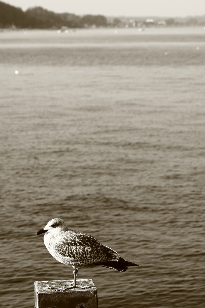 Möwe am Timmendorfer Strand