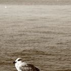 Möwe am Timmendorfer Strand